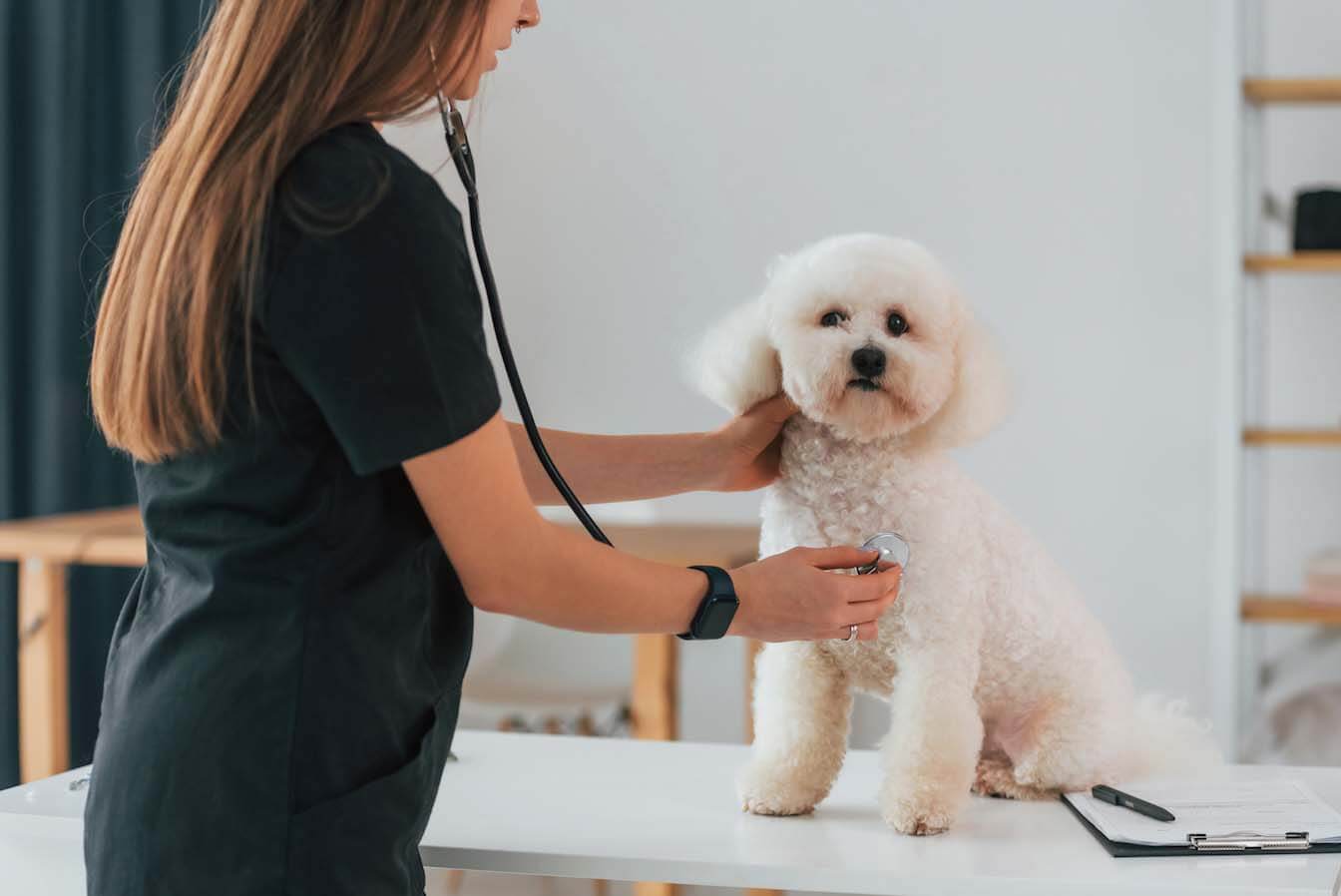 UniAvan abre vagas para atendimento veterinário em aulas práticas