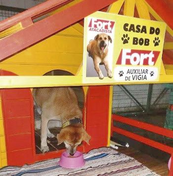 Fort adota ações solidárias para o bem dos pets 