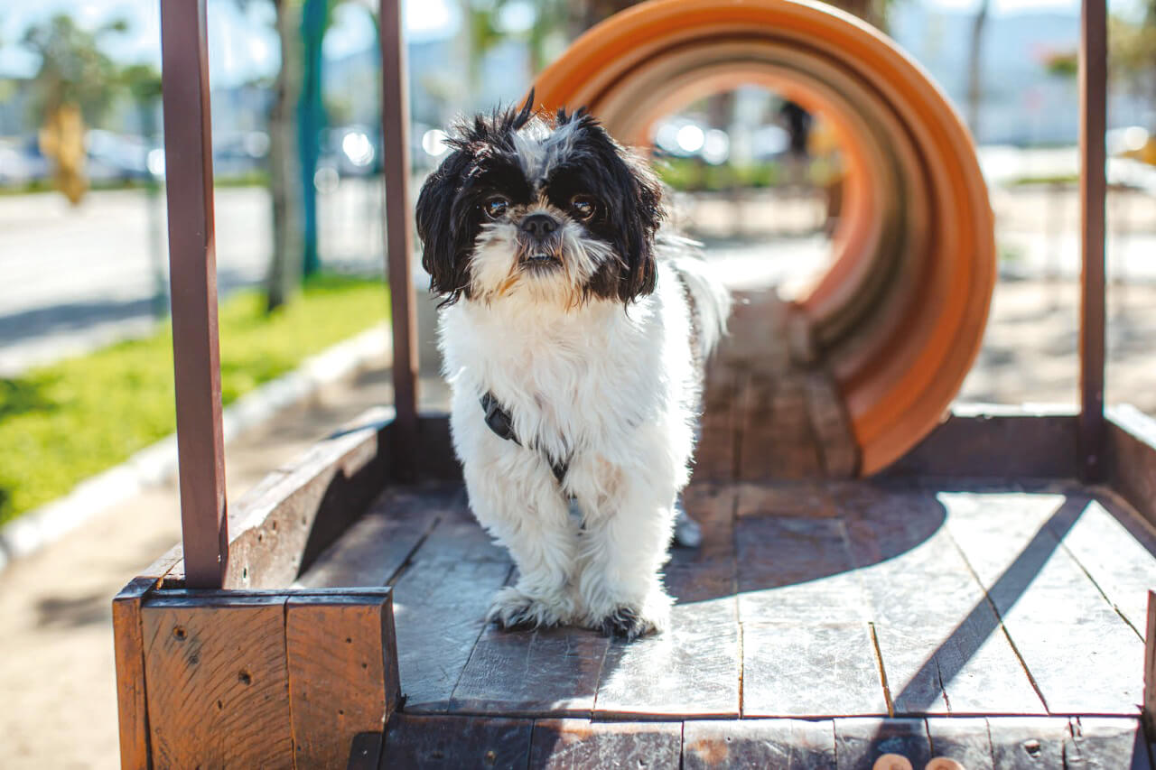 Porto Belo Outlet Premium oferece oficina gratuita de adestramento de cães