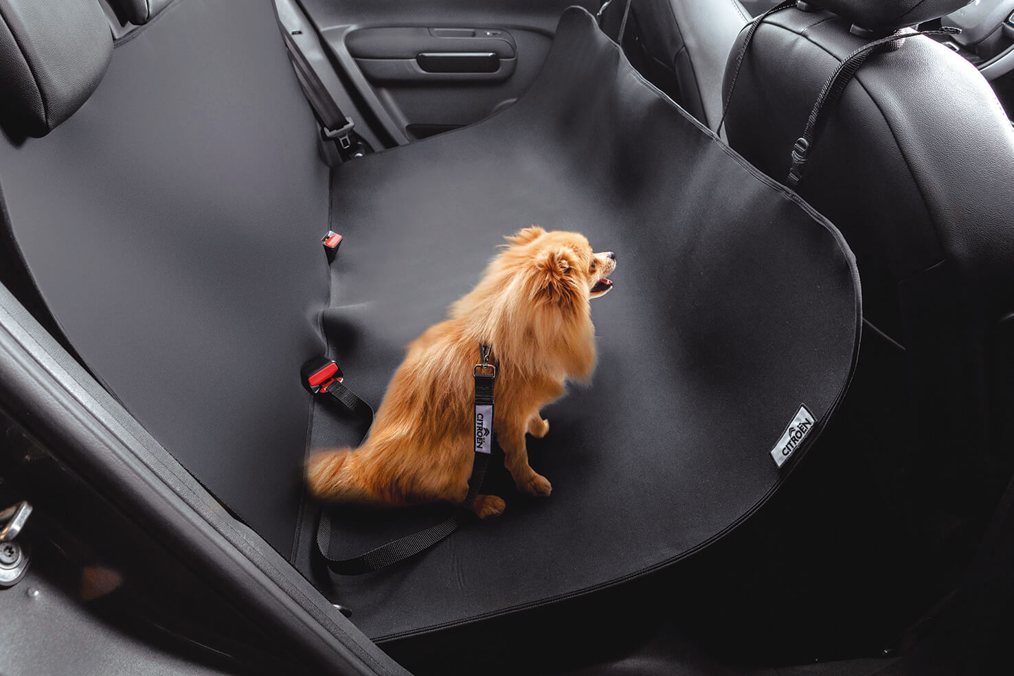 Kit Pet Citroën é a novidade da nova linha do C4 Cactus