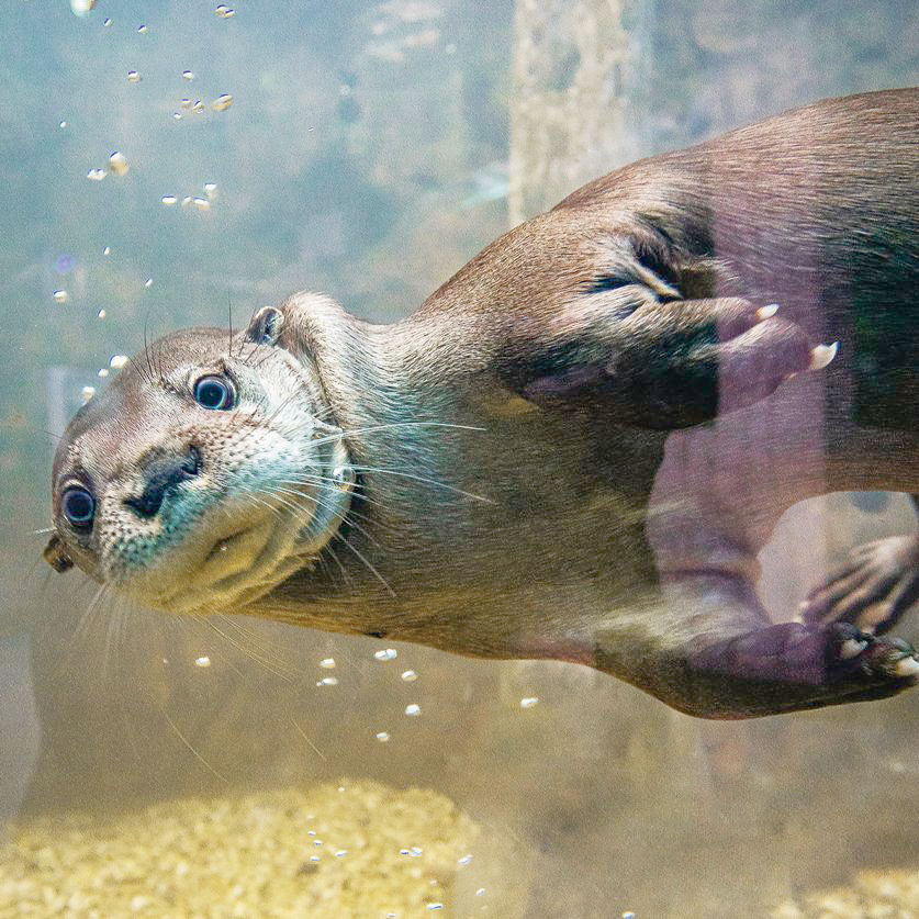 Grupo Oceanic tem promoção no passaporte