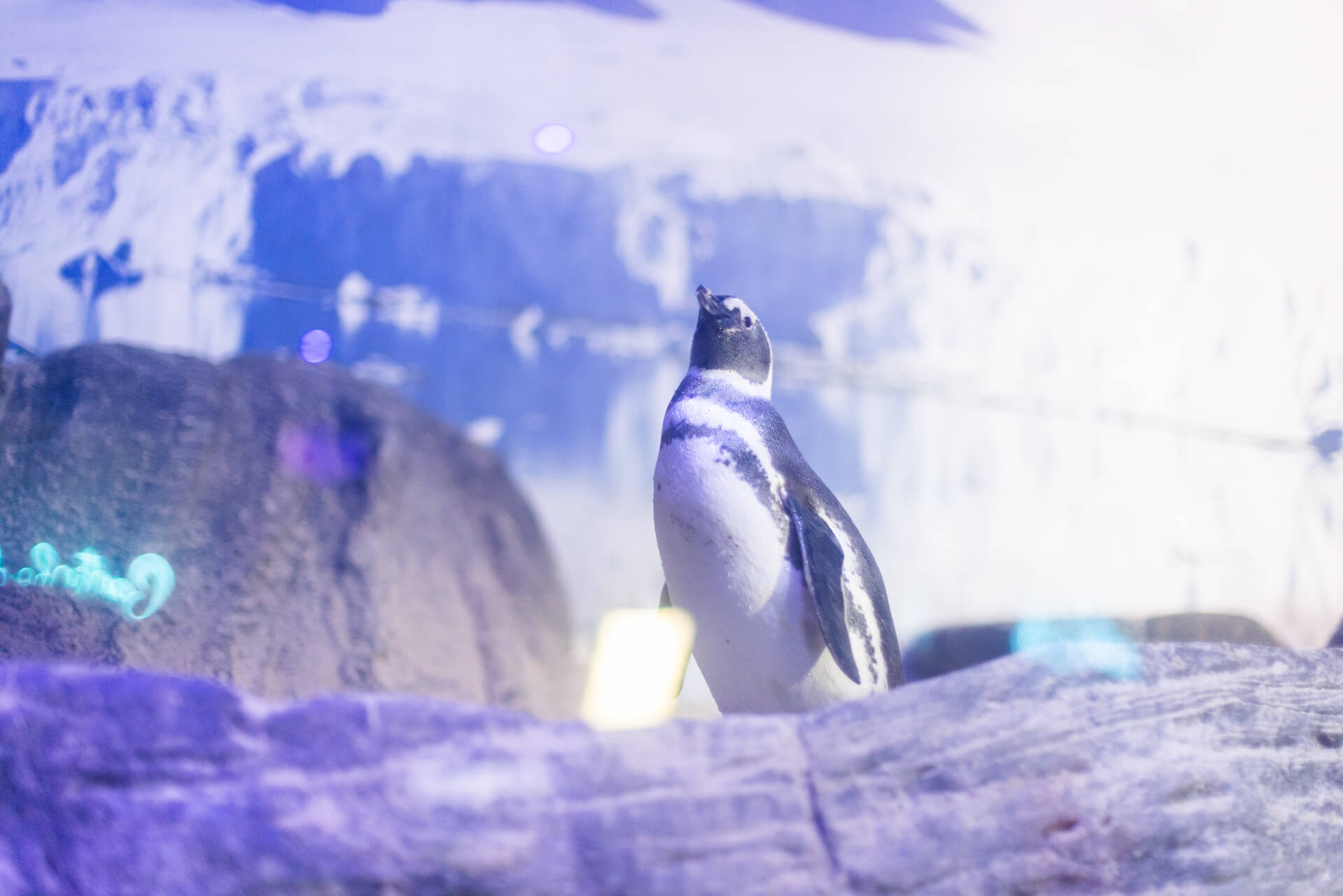 Grupo Oceanic faz promoção: passaporte da Diversão por R$ 169,90