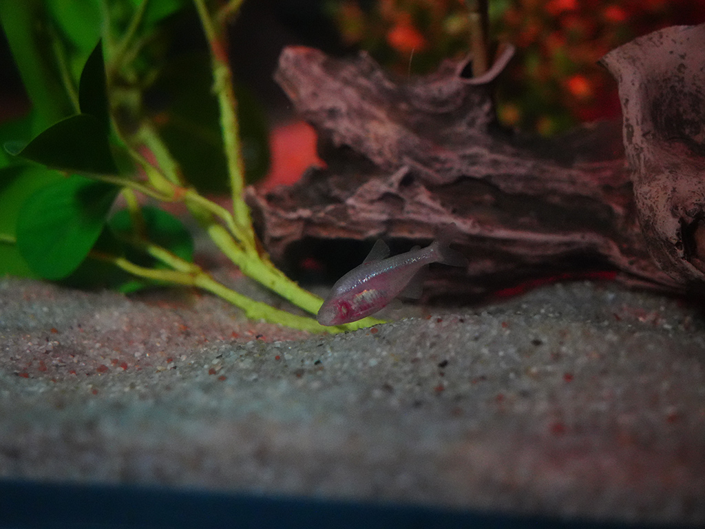 Peixe que vive no escuro é novidade no Oceanic Aquarium